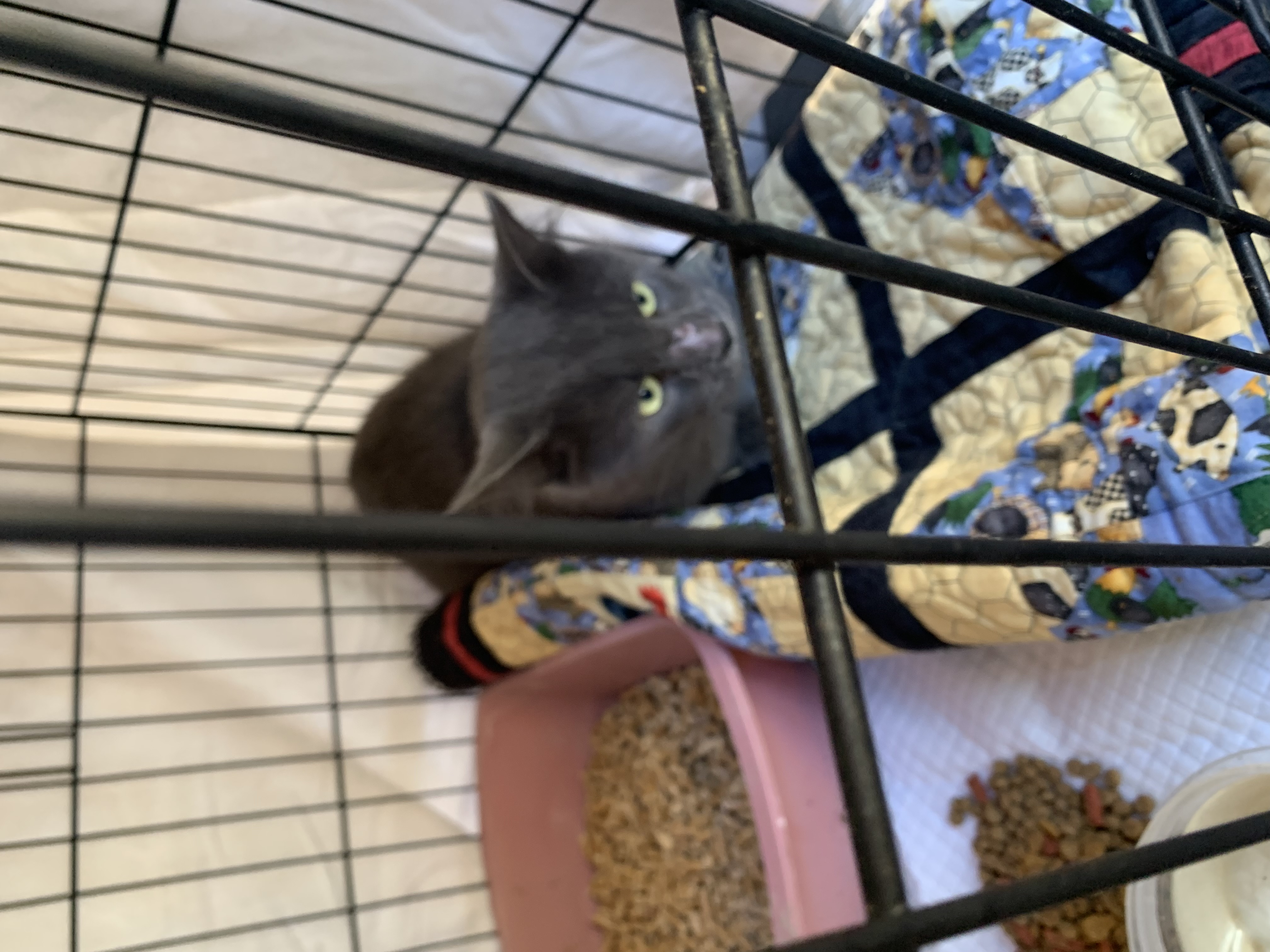 Milo