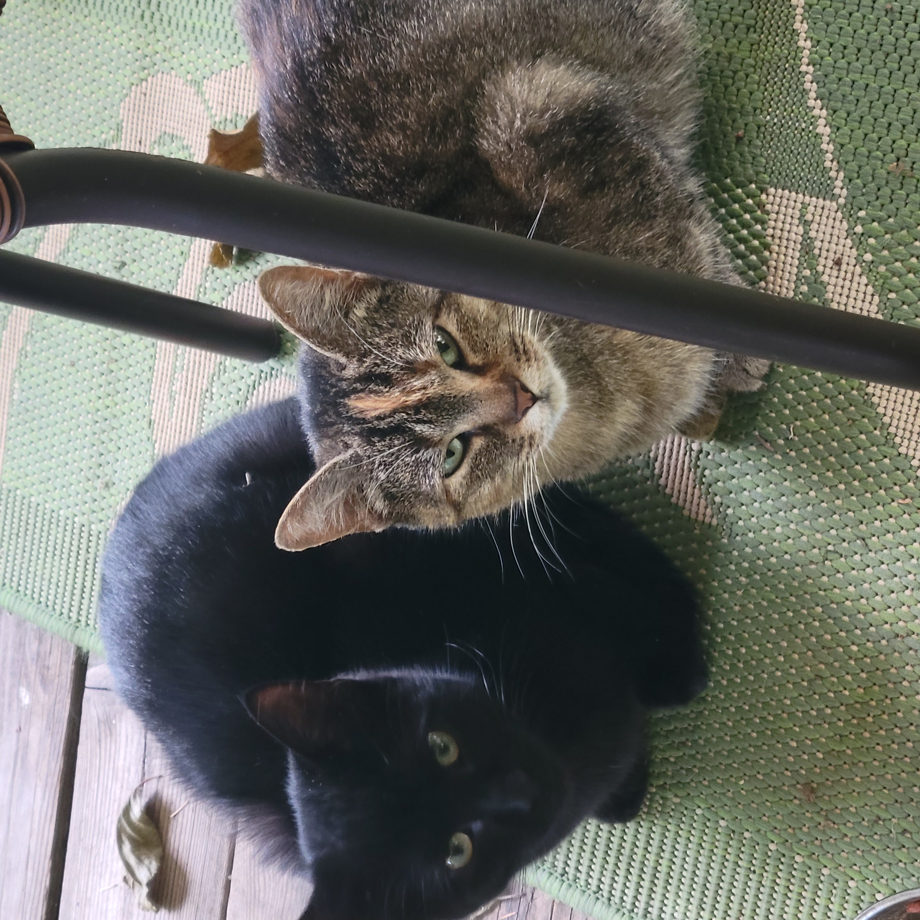 Mama Cat + Kittens — Grants Pass