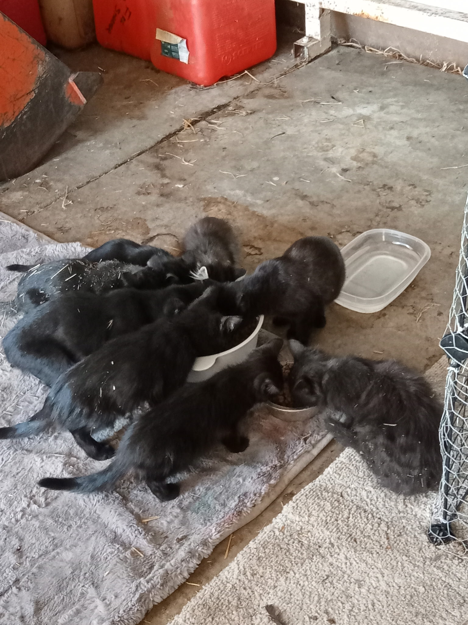 Mama Cat + Kittens — Talent