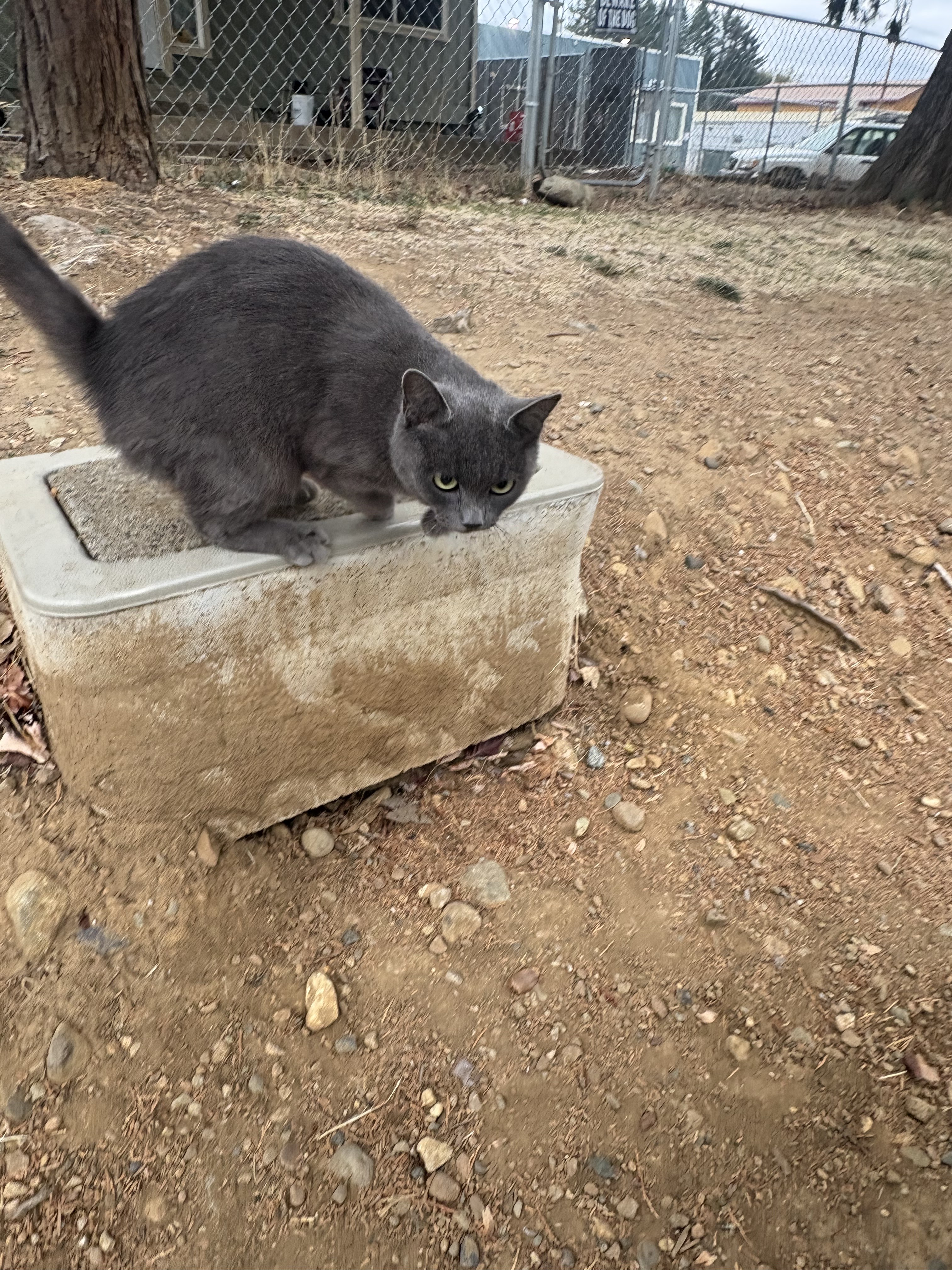 Sweet & Friendly Kitten — Cave Junction